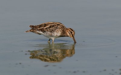 Watersnip (Common Snipe)