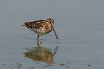 Watersnip (Common Snipe)