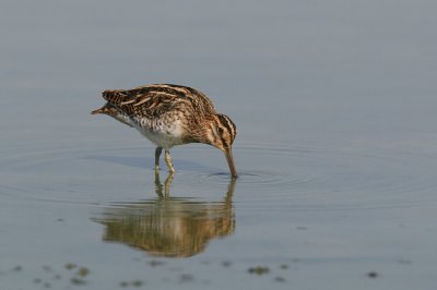 Watersnip (Common Snipe)