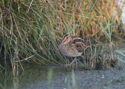 Watersnip (Common Snipe)