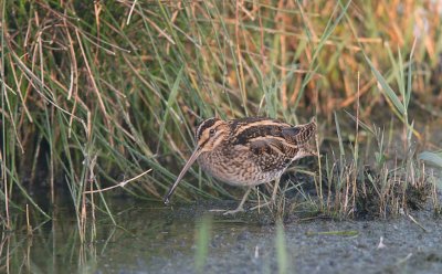 Watersnip (Common Snipe)