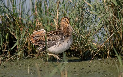 Watersnip (Common Snipe)