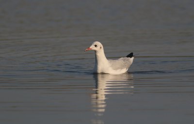 Kokmeeuw (Black-headed Gull)