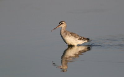 Zwarte Ruiter (Spotted Redshank)