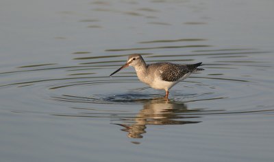 Zwarte Ruiter (Spotted Redshank)