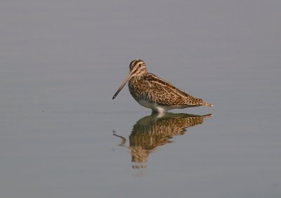 Watersnip (Common Snipe)