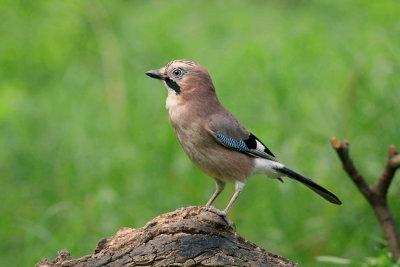 Gaai (Eurasian Jay)