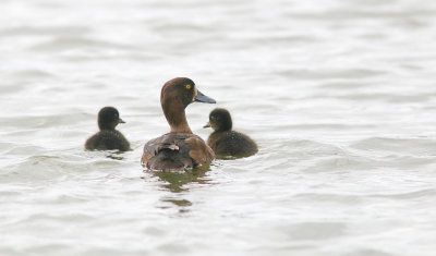 Kuifeend (Tufted Duck)