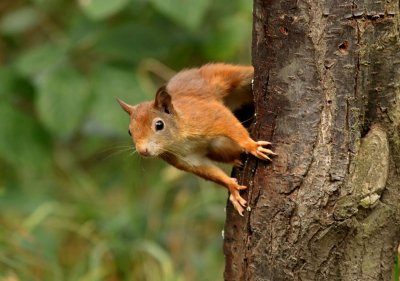 Eekhoorn (Red Squirrel)