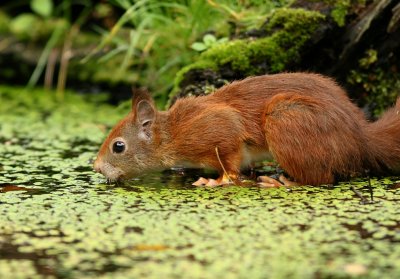 Eekhoorn (Red Squirrel)