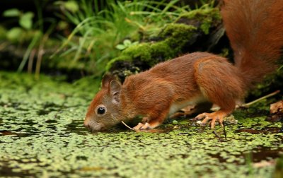 Eekhoorn (Red Squirrel)