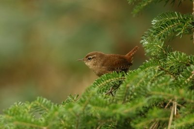 Winterkoning (Eurasian Wren)