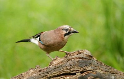 Gaai (Eurasian Jay)