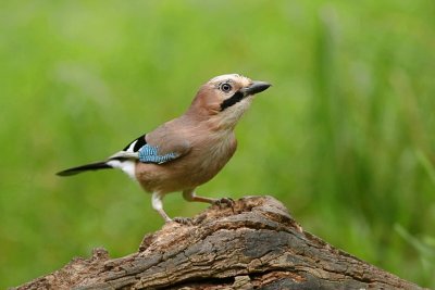 Gaai (Eurasian Jay)