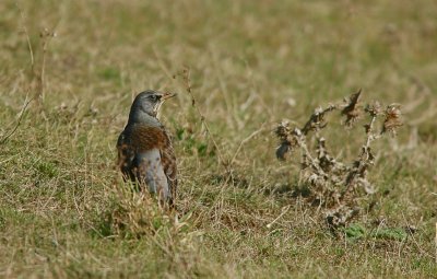Kramsvogel (Fieldfare)