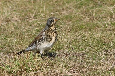 Kramsvogel (Fieldfare)