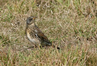 Kramsvogel (Fieldfare)