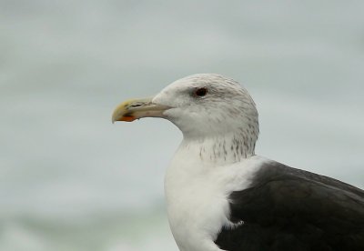 Grote Mantelmeeuw (Great Black-backed Gull)