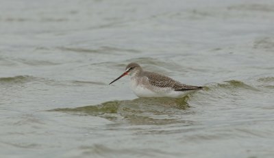 Zwarte Ruiter (Spotted Redshank)