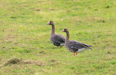 Kolgans (White-fronted Goose)