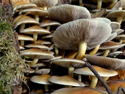 Gewone zwavelkop (Hypholoma fasciculare, synoniem: Psilocybe fascicularis)