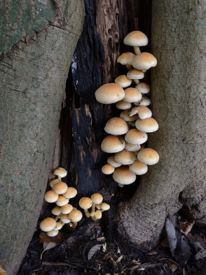 Gewone zwavelkop (Hypholoma fasciculare, synoniem: Psilocybe fascicularis)