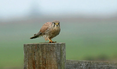 Torenvalk (Common Kestrel)