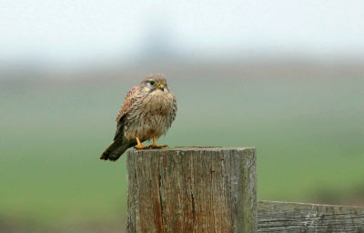 Torenvalk (Common Kestrel)