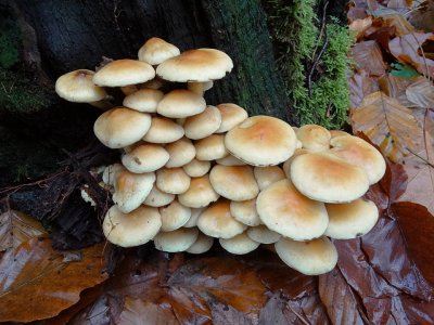 Gewone zwavelkop (Hypholoma fasciculare, synoniem: Psilocybe fascicularis)