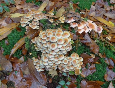 Gewone zwavelkop (Hypholoma fasciculare, synoniem: Psilocybe fascicularis)