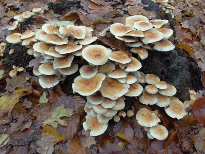 Gewone zwavelkop (Hypholoma fasciculare, synoniem: Psilocybe fascicularis)