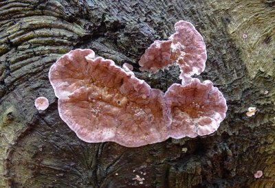 Paarse korstzwam (Chondrostereum purpureum)