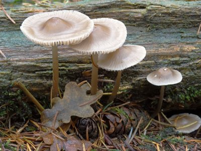 Helmmycena (Mycena galericulata)