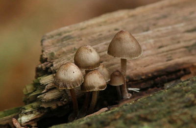 Mycena sp.