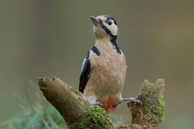 Grote Bonte Specht (Great Spotted Woodpecker)