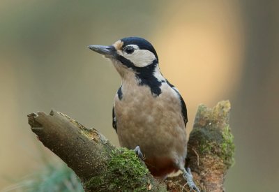 Grote Bonte Specht (Great Spotted Woodpecker)