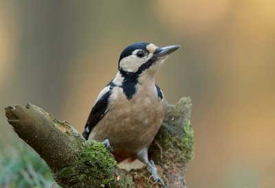 Grote Bonte Specht (Great Spotted Woodpecker)