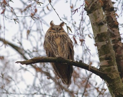 Ransuil (Long-eared Owl)