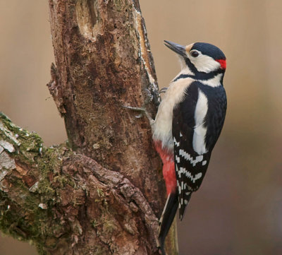 Grote Bonte Specht (Great Spotted Woodpecker)