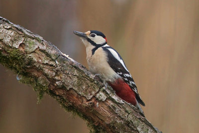 Grote Bonte Specht (Great Spotted Woodpecker)