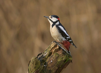 Grote Bonte Specht (Great Spotted Woodpecker)