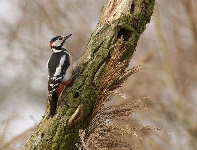 Grote Bonte Specht (Great Spotted Woodpecker)