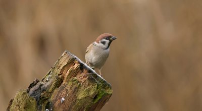 Ringmus (Eurasian Tree Sparrow)