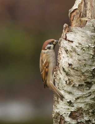 Ringmus (Eurasian Tree Sparrow)