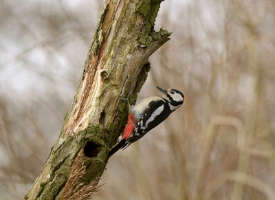 Grote Bonte Specht (Great Spotted Woodpecker)