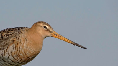 Grutto (Black-tailed Godwit)