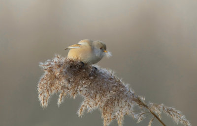 Baardman (Bearded Reedling)