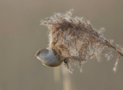 Baardman (Bearded Reedling)