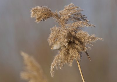 Baardman (Bearded Reedling)