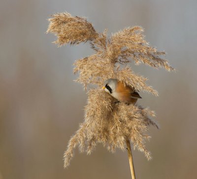 Baardman (Bearded Reedling)